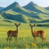 WWW,334av·COM网站APP